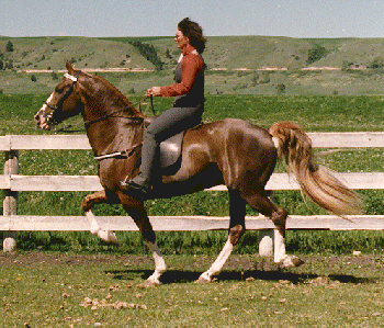 SINGLE-FOOTING HORSE